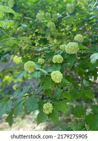 A Green Hydrangea In Summer