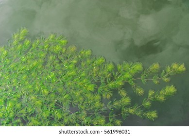 Green Hydrilla In Water Thailand