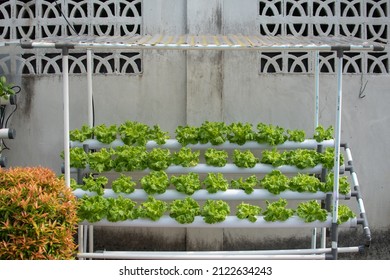 1,436 Hydroponics rack Images, Stock Photos & Vectors | Shutterstock