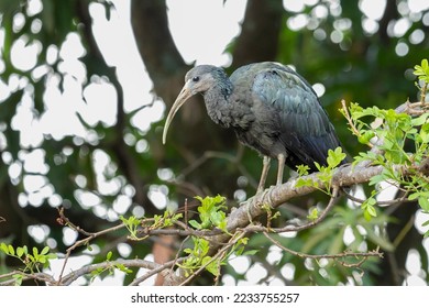 A Green Ibis also known as Coró-Coró or Southern Ibis is a large bird typical of South America. Species Mesembrinibis cayennensis. Birdwatching. - Shutterstock ID 2233755257