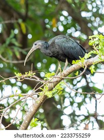 A Green Ibis also known as Coró-Coró or Southern Ibis is a large bird typical of South America. Species Mesembrinibis cayennensis. Birdwatching. - Shutterstock ID 2233755259