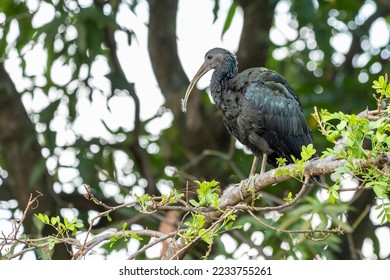 A Green Ibis also known as Coró-Coró or Southern Ibis is a large bird typical of South America. Species Mesembrinibis cayennensis. Birdwatching. - Shutterstock ID 2233755261