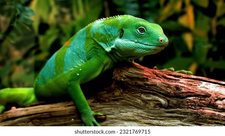 Green iguan is sitting on a branch