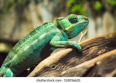 Green iguana 