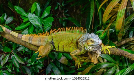 107,279 Iguana Images, Stock Photos & Vectors | Shutterstock