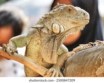 Green Iguana or iguana iguana or american iguana is a species of herbivorous lizard that has a large body. Has thick skin and rows of spines along its back and tail. Does not like cold weather.