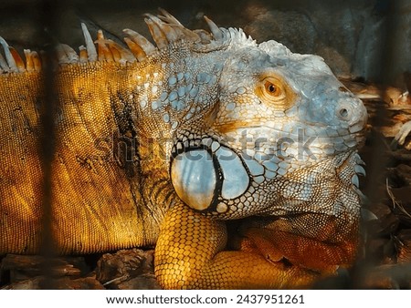 Green iguana basking on a rock, showing its reptilian features and a long spiny tail. Close-up view