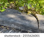 Green iguana (botanical name: Iguana iguana) on a dappled concrete ledge in Palm City, Florida, USA. Iguanas are invasive and are widely considered destructive pests.