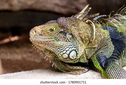 119 Sad iguana Images, Stock Photos & Vectors | Shutterstock