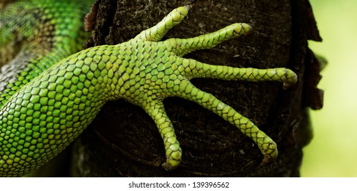 Green Iguana Feet On The Tree