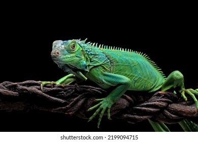 green iguana head and spikes, closeup head of green iguana, animal closeup - Shutterstock ID 2199094715