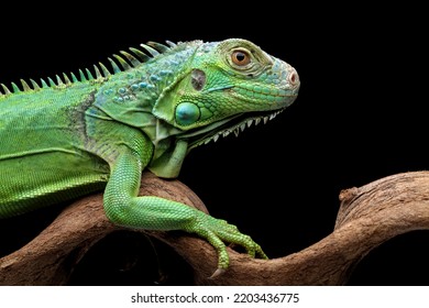green iguana head and spikes, closeup head of green iguana isolated on black background, animal closeup - Shutterstock ID 2203436775