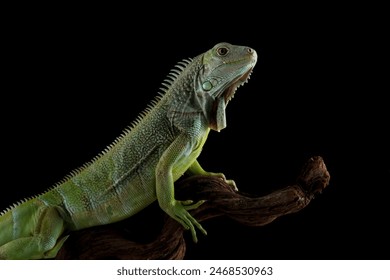 green iguana head and spikes, closeup head of green iguana, animal closeup - Powered by Shutterstock