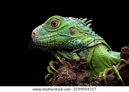 green iguana head and spikes, closeup head of green iguana, animal closeup