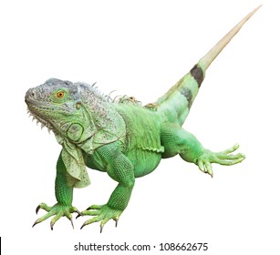 65,830 Green iguana Images, Stock Photos & Vectors | Shutterstock