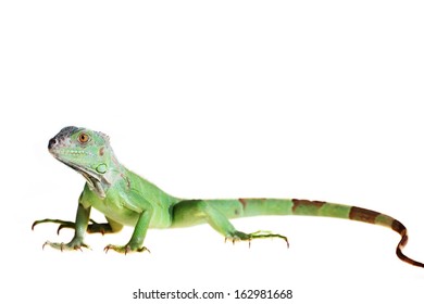 Green Iguana Iguana Iguana Isolated On Stock Photo 162981668 