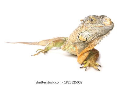 Green Iguana Isolated On A White Background