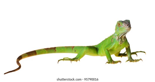 Green iguana (Iguana iguana) isolated on white background
