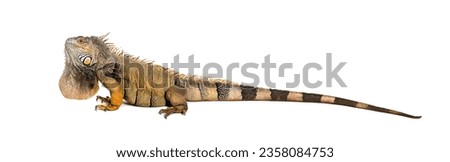 Green iguana, Iguana iguana, isolated on white