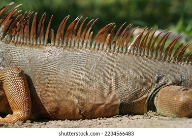 The green iguana also known as the American iguana - Shutterstock ID 2234566483