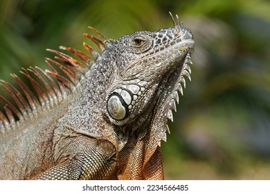 The green iguana also known as the American iguana - Shutterstock ID 2234566485