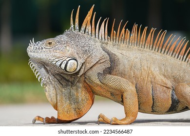 The green iguana also known as the American iguana - Shutterstock ID 2234566487