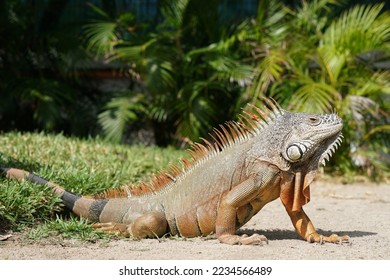 The green iguana also known as the American iguana - Shutterstock ID 2234566489