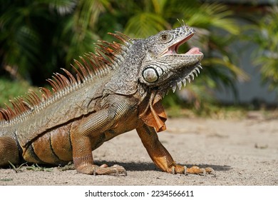 The green iguana also known as the American iguana - Shutterstock ID 2234566611