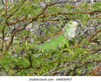 iguana camo