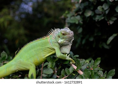 Green Iguana Known American Iguana Large Stock Photo 1612732891 ...