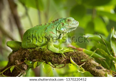 Green iguana, also known as the American iguana, is a large, arboreal, mostly herbivorous species of lizard of the genus Iguana. It is native to Central America, South America, and the