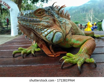 A green iguana (Iguana iguana), also known as the American iguana, laying on a bench with an orange body and bright blue head and face. Lizard on a table with green tropical leaves in background