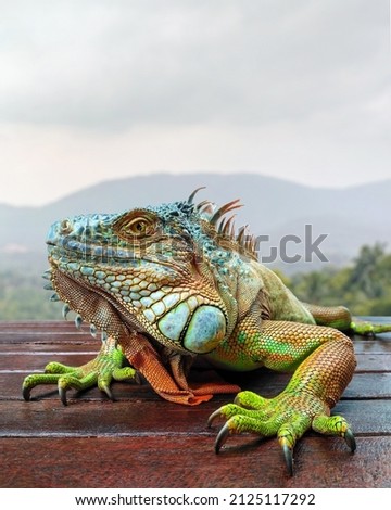 A green iguana, also known as the American iguana, laying on a bench with an orange body and bright blue head and face.