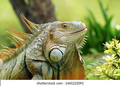 Green iguana also known as the American iguana is a lizard reptile in the genus Iguana in the iguana family. And in the subfamily Iguanidae.                     - Powered by Shutterstock