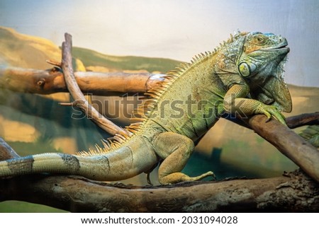 Green iguana also known as the American iguana is a lizard reptile in the genus Iguana in the iguana family. And in the subfamily Iguanidae