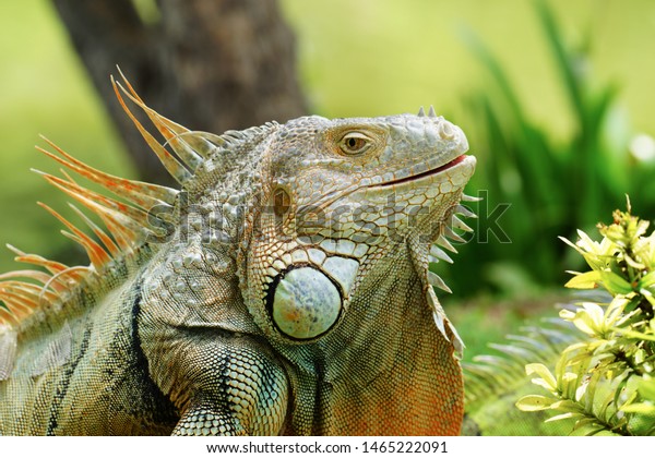 アメリカイグアナとも呼ばれる緑色のイグアナは イグアナ科イグアナ属のトカゲ爬虫類である イグアニ科の亜科 の写真素材 今すぐ編集