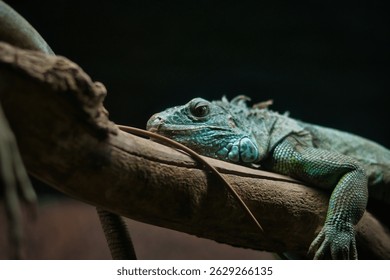 The green iguana, also known as the common iguana (Iguana iguana), is a species of the Iguanidae family. It is a large arboreal lizard.