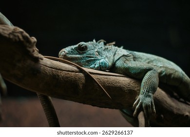 The green iguana, also known as the common iguana (Iguana iguana), is a species of the Iguanidae family. It is a large arboreal lizard.