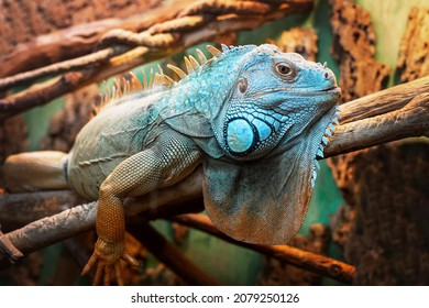 6,423 Iguana terrarium Images, Stock Photos & Vectors | Shutterstock