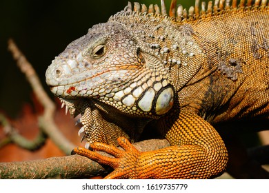 116 Trinidad green iguana Images, Stock Photos & Vectors | Shutterstock