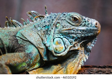 8,294 Galapagos lizard Images, Stock Photos & Vectors | Shutterstock