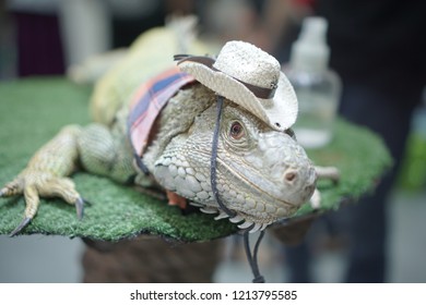 iguana hat