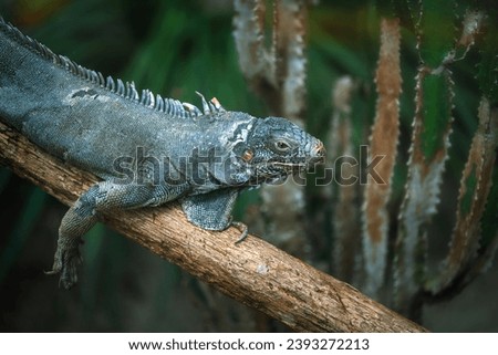 Green Iguana Lizard (Iguana iguana)