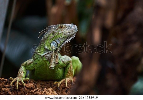 Green iguana is a lizard reptile in the\
iguana family. It is sitting on a tree\
branch