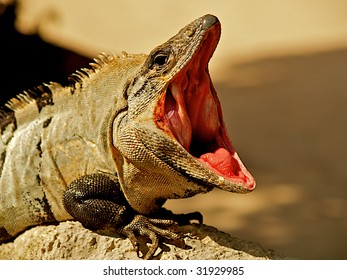 Green Iguana with mouth wide open in Mexico.