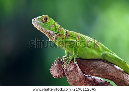 Green  Iguana on the branch