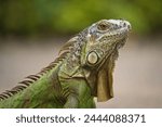 A green iguana on the ground in a park with blurred bokeh background.