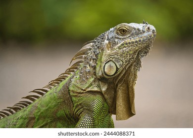 A green iguana on the ground in a park with blurred bokeh background.