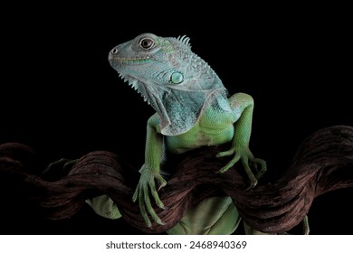 Green iguana on spiral shaped root wood, Green iguana side view on wood, Closeup head green iguana - Powered by Shutterstock