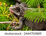 Green iguana on St. Thomas, US Virgin Islands